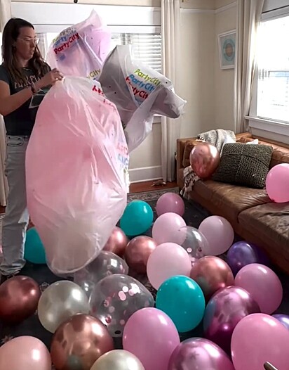 Scooty ganhou 100 balões.