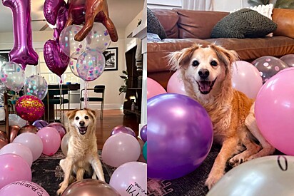 Cadela idosa ganha surpresa mágica em seu aniversário - e essa foi a reação dela.