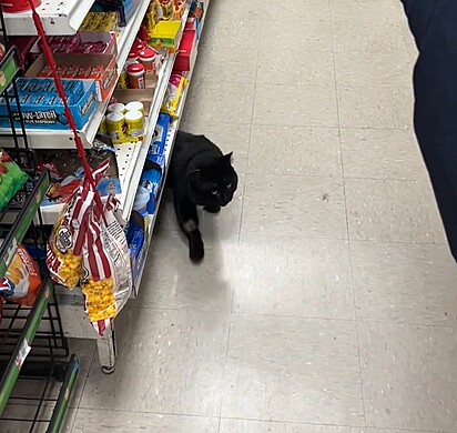 O gato preto seguiu o tutor até a mercearia.