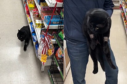Gato preto segue tutor até o trabalho e homem fica incrédulo ao vê-lo.