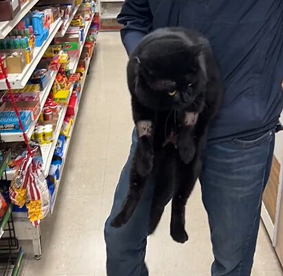  O gato preto percorreu cerca de 400 metros da casa até a mercearia.