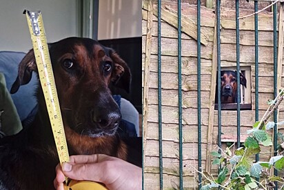 Tutora revela triste motivo para ter aberto janela em portão para seu cachorro usar