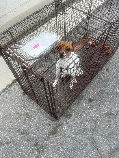 Após muito esforço a cachorrinha foi capturada.