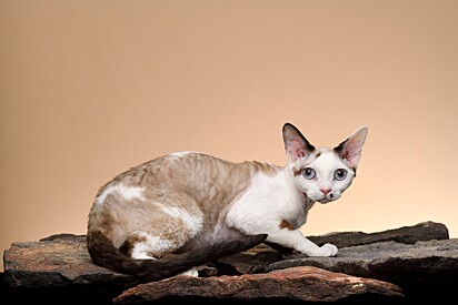 Um gato da raça Devon Rex.