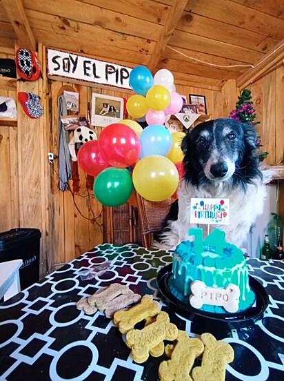 O cachorro Pipo completou 14 anos e ganhou uma festa de aniversário pet.