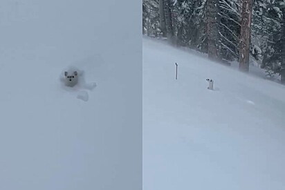 Esquiadores param trajeto após avistarem pequeno rosto na neve