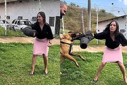 Jornalista testa habilidades de cão pastor belga durante reportagem - e acaba se arrependendo.
