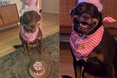Cachorrinha não para de sorrir ao descobrir que ganhou uma festa de aniversário surpresa.