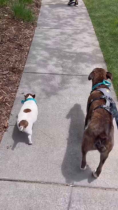 O cachorro sai passear com tutores e irmão canino.