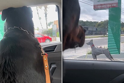Rottweiler implica com o que vê do lado de fora do carro e pet faz tutores rirem.