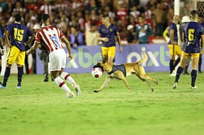Cão policial invade partida de futebol e rouba bola de jogadores