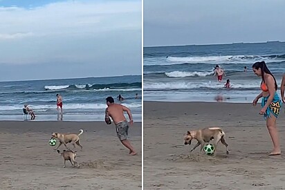 Cachorro caramelo rouba bola de futebol durante brincadeira na praia