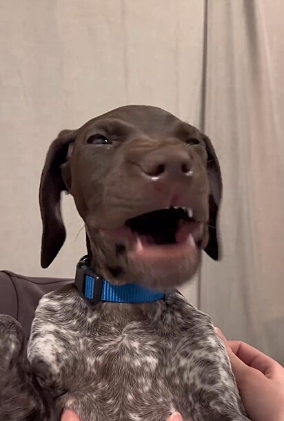 O cãozinho ficou famoso pelos seus bocejos hilários.