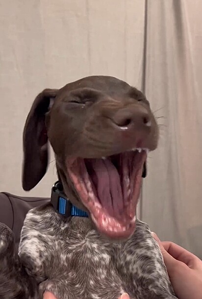 Charlie, o cachorro com o bocejo mais fofo da internet.