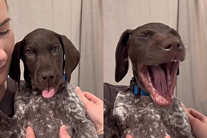 Cachorro com o bocejo mais fofo da internet faz pessoas de todo mundo se apaixonarem por ele.