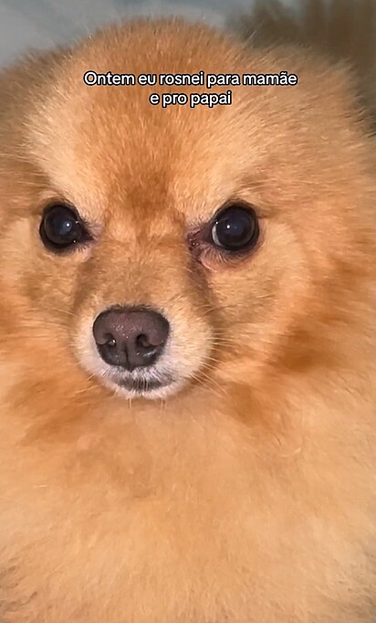 A cara de mau de Saquê, um cachorro da raça spitz alemão.