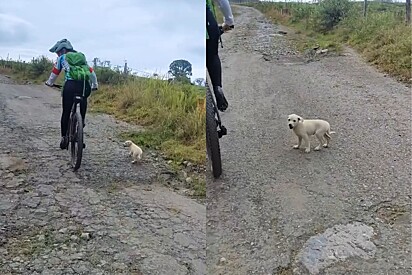 Cachorro abandonado persegue ciclista e implora para ir para casa com ela