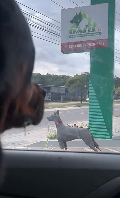 Rottweiler implica com o que vê do lado de fora do carro e pet faz tutores rirem.