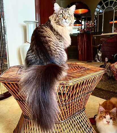 Xartrux concorre a vaga de maior gato do mundo pelo Guinness Book.
