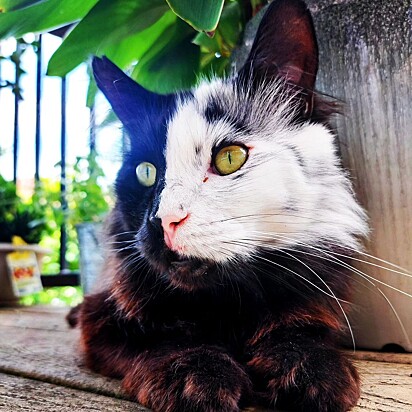 O gato Ashfur é comparado ao personagem Fantasma da Ópera. Gato com vitiligo.