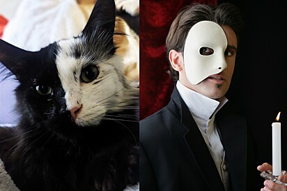 Gato de beleza única impressiona web por sua semelhança com o Fantasma da Ópera.
