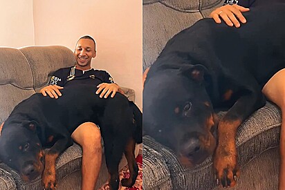  Homem adota Rottweiler para não ter frescura, mas o resultado não sai como esperado.