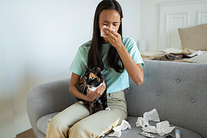 Alguns gatos podem diminuir as chances de provocar a reação alergica.