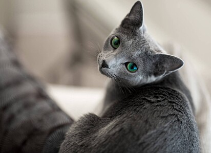 O gato azul russo é considerado hipoalergênico.