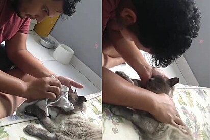 Mulher filma como seu namorado trata seu gato quando pet está doente.