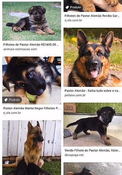 Imagens de cães da raça Pastor Alemão que João pesquisou na internet.