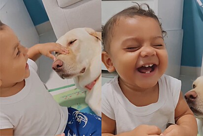 Bebê dá a risada mais engraçada durante brincadeira com cachorro.