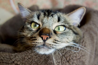 O gato tem em torno de 45 a 200 milhões de receptores olfativos.