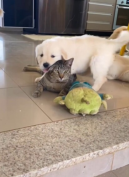 A gatinha adora estar perto dos seus irmãos caninos.