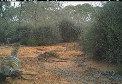 A presença da espécie era muito comum no sul da Austrália, mas isso mudou devido à perda de habitat e à introdução de predadores. 