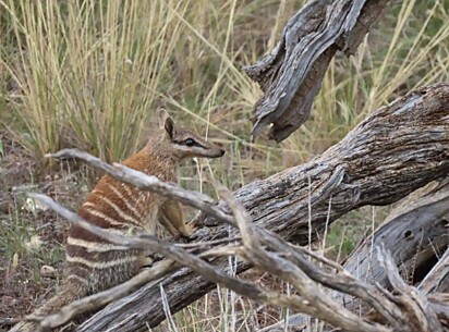 Com focinho estreito e costas listradas, os numbats também são conhecidos como tamanduás-bandeira.