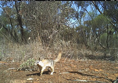 Cientistas do Yookamurra Wildlife Sanctuary, no sul da Austrália, encontraram animal que corre risco de extinção.