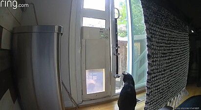 O gato observando a porta automática.
