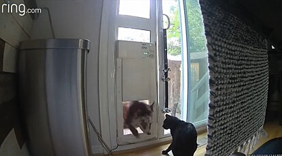O gato esperando o irmão canino abrir a porta.