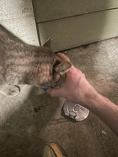 Depois de um tempo, Sean conseguia alimentar a gata na mão.