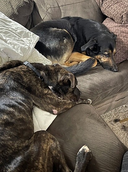 Brutus adorava passar o tempo com os seus novos irmãos caninos.