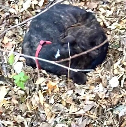 Homem encontrou cão debaixo de um monte de folhas.