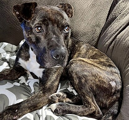 Brutus foi resgatado pela equipe do Ruff Start Rescue.