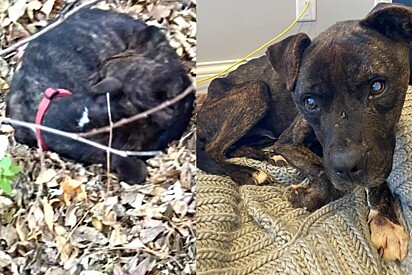 Animal ‘esquelético’ se enrola em folhas enquanto espera que alguém o note.