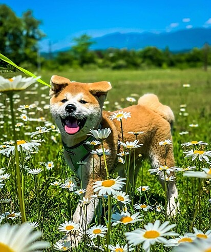 Osho, um cachorro da raça Akita.
