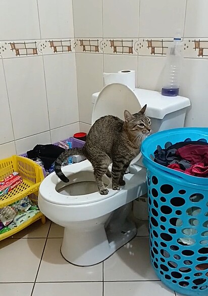 A gatinha aprendeu a usar o vaso sanitário sozinha.