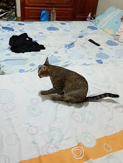 A felina limpando o bumbum nos lençois da cama.
