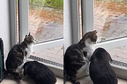 Gato impede coelho de sair na chuva e diverte a internet.