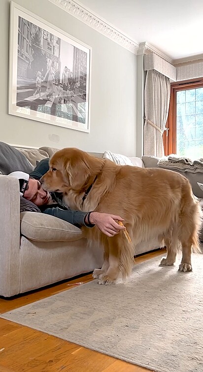 O tutor quis testar a reação do golden retriever e se surpreendeu.