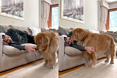 Homem faz teste de dormir com comida na mão com seu cão golden - e atitude do pet é bem diferente do que ele esperava.