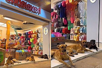 Cães fazem manifestação em frente a loja Havaianas pedindo por chinelos com estampas do vira-lata caramelo